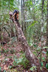 Tamandua tetradactyla