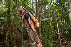 Tamandua tetradactyla