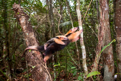 Tamandua tetradactyla