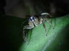 Plexippus paykulli