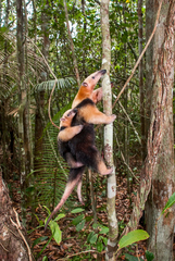 Tamandua tetradactyla