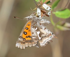 Phasis thero