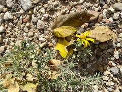 Heterotheca angustifolia