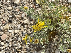 Heterotheca angustifolia