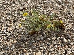 Heterotheca angustifolia