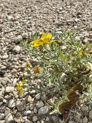 Heterotheca angustifolia