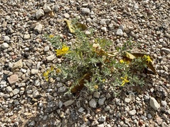 Heterotheca angustifolia
