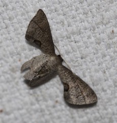 Phazaca leucocephala