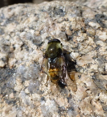 Sericomyia flagrans