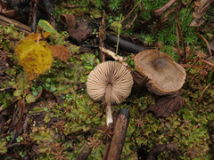 Entoloma conferendum