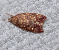 Lophopepla igniferella