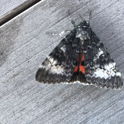 Briseis Underwing Moth