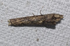 Ortholomia moluccana