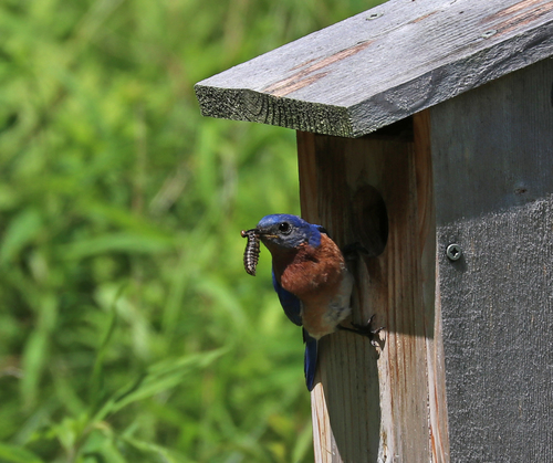 Eastern Bluebird photographed in Connecticut
