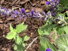 Diabrotica undecimpunctata