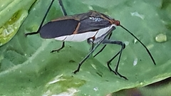 Leptocoris amictus
