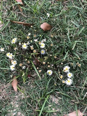 Symphyotrichum divaricatum