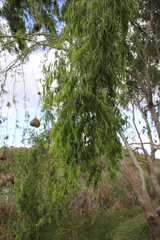 Salix babylonica babylonica