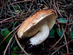 Suillus bellinii