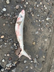 Carcharhinus brachyurus