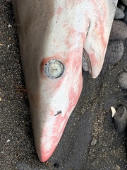 Carcharhinus brachyurus