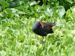 Gallinula chloropus pyrrhorrhoa
