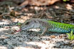 Ameiva ameiva