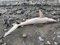 Carcharhinus brachyurus