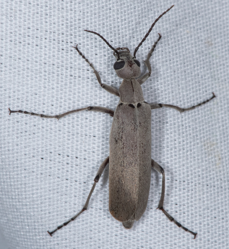 Epicauta arizonica