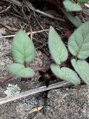 Brachystelma swazicum