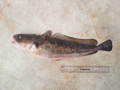 Pseudophycis palmata