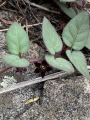 Brachystelma swazicum