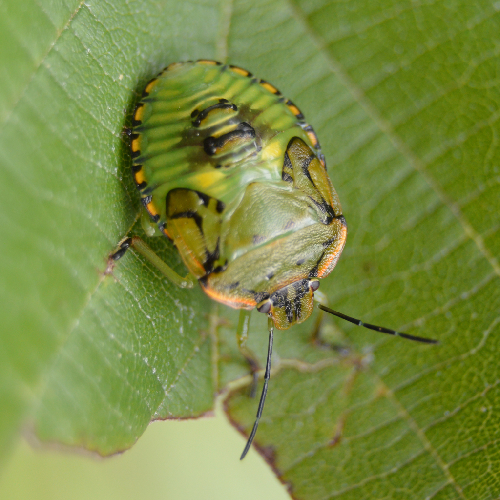 green stink bug