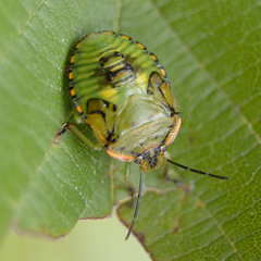 Green Stink Bug