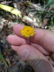 Xerochrysum bracteatum