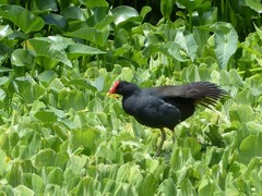 Gallinula chloropus pyrrhorrhoa