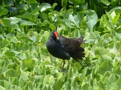 Gallinula chloropus pyrrhorrhoa