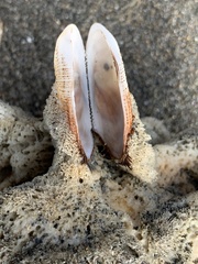 Barbatia novaezealandiae