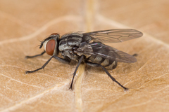 Macronychia polyodon