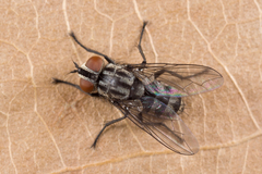 Macronychia polyodon