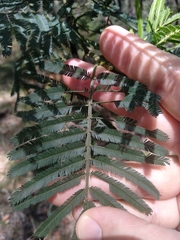 Acacia irrorata