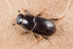 Phaeaphodius rectus