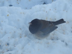Junco hyemalis montanus