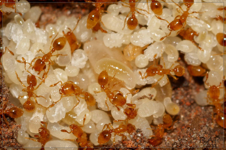 Solenopsis