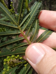 Acacia irrorata
