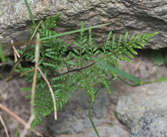 Cheilanthes tenuifolia