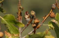 Carduelis carduelis