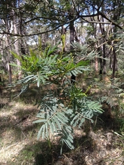 Acacia irrorata