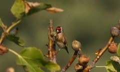 Carduelis carduelis