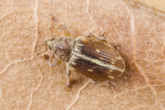 Ellescus scanicus